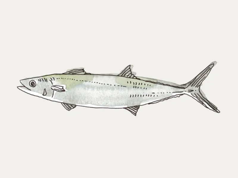 瀬戸の内海さん専用 内藤 希誉志 ｜【公式】瀬戸内さかな