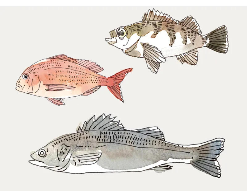 延谷 昌都 ｜【公式】瀬戸内さかな