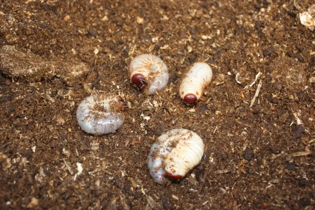 廃菌床ブロック 畑の土壌改良 幼虫飼育に ‎春トレンドの通販