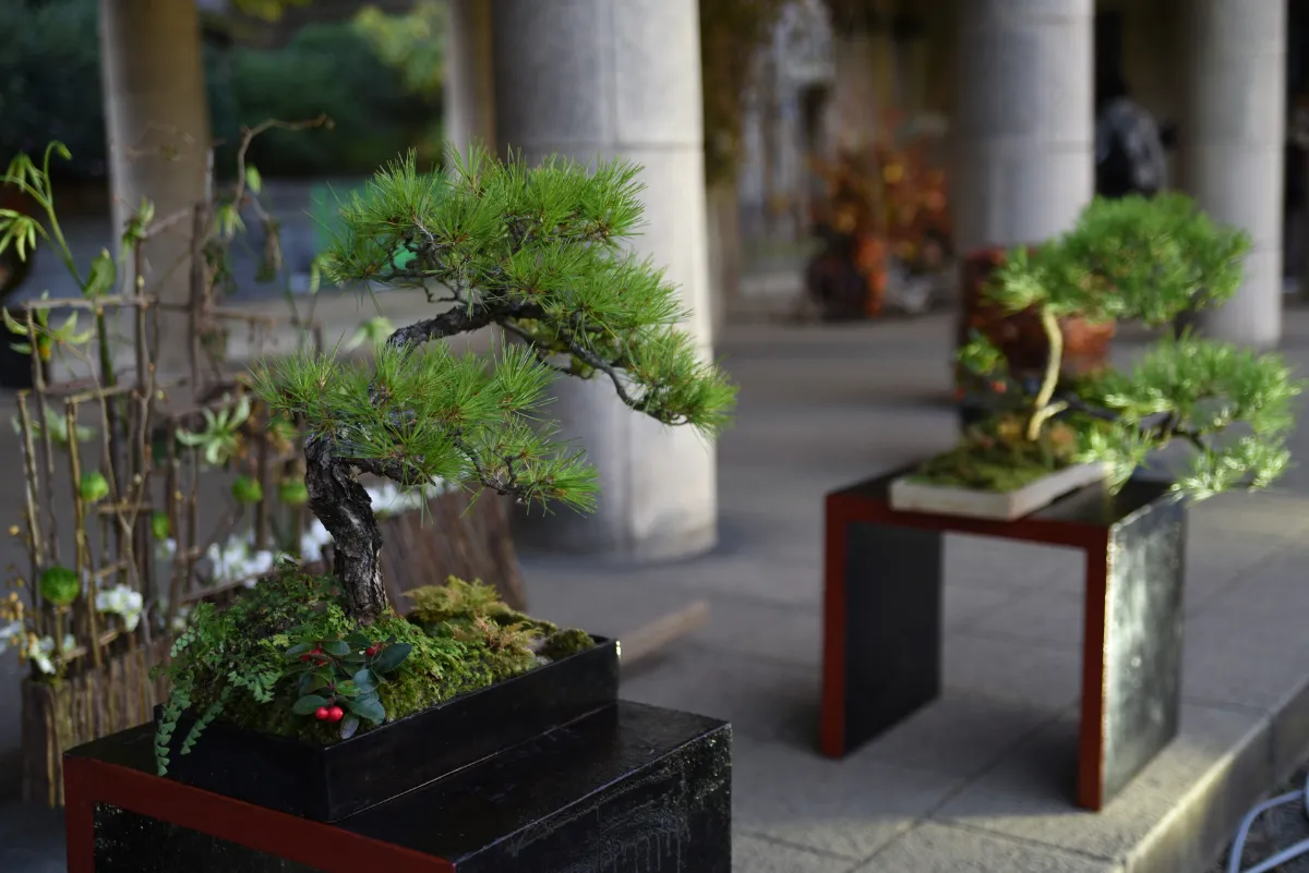 創業170年大宮盆栽清香園｜展示・メディア掲載等活動実績