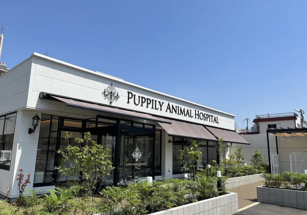 PUPPILY HILLS