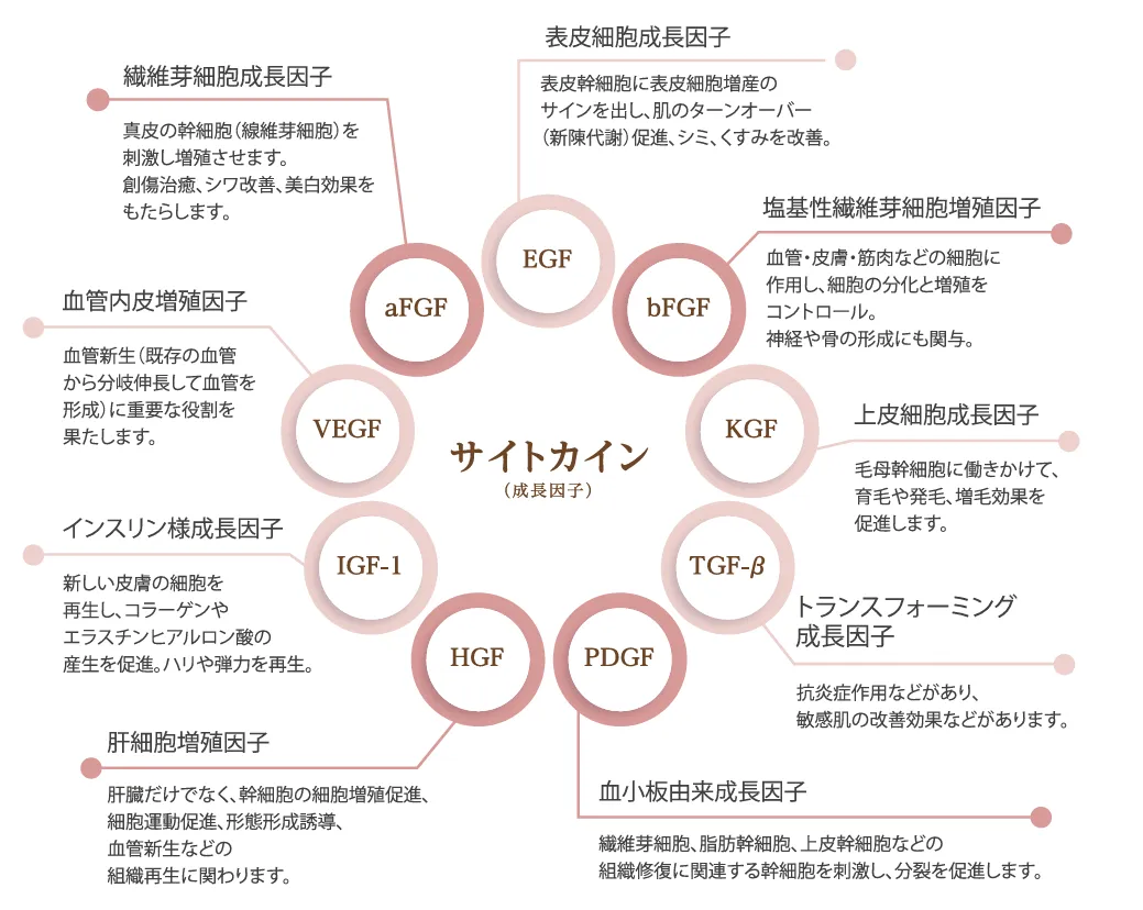 セクレトームエクソソームリッチ上清液治療