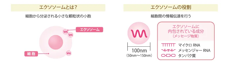 セクレトームエクソソームリッチ上清液治療