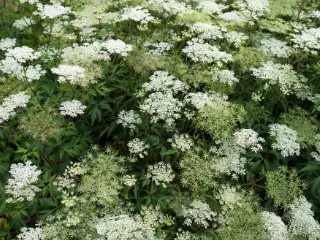 当帰の葉と根の写真（セリ科の植物）