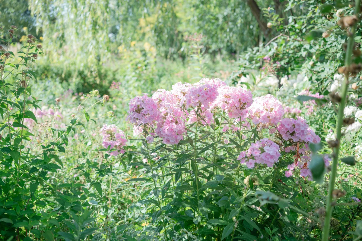 GARDEN SOIL『花鳥風月の便り〜夏編〜』
