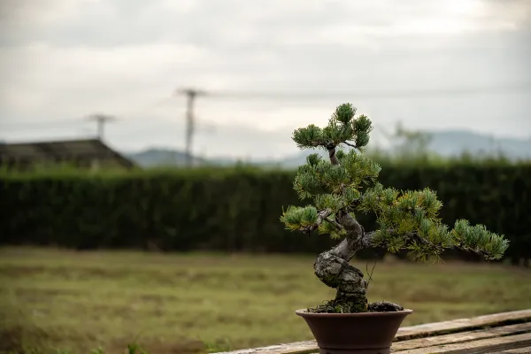 盆栽八