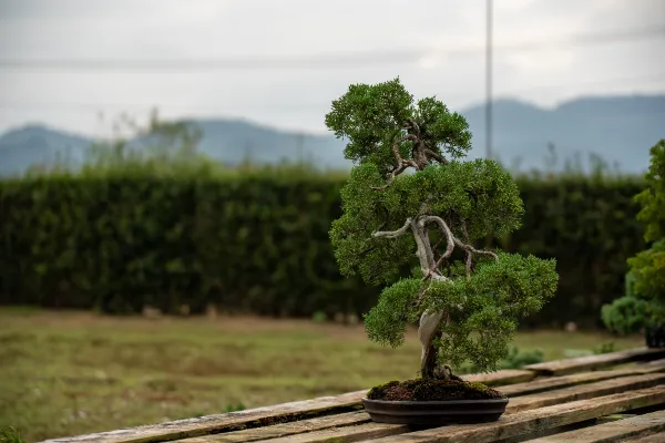 盆栽八 盆栽八