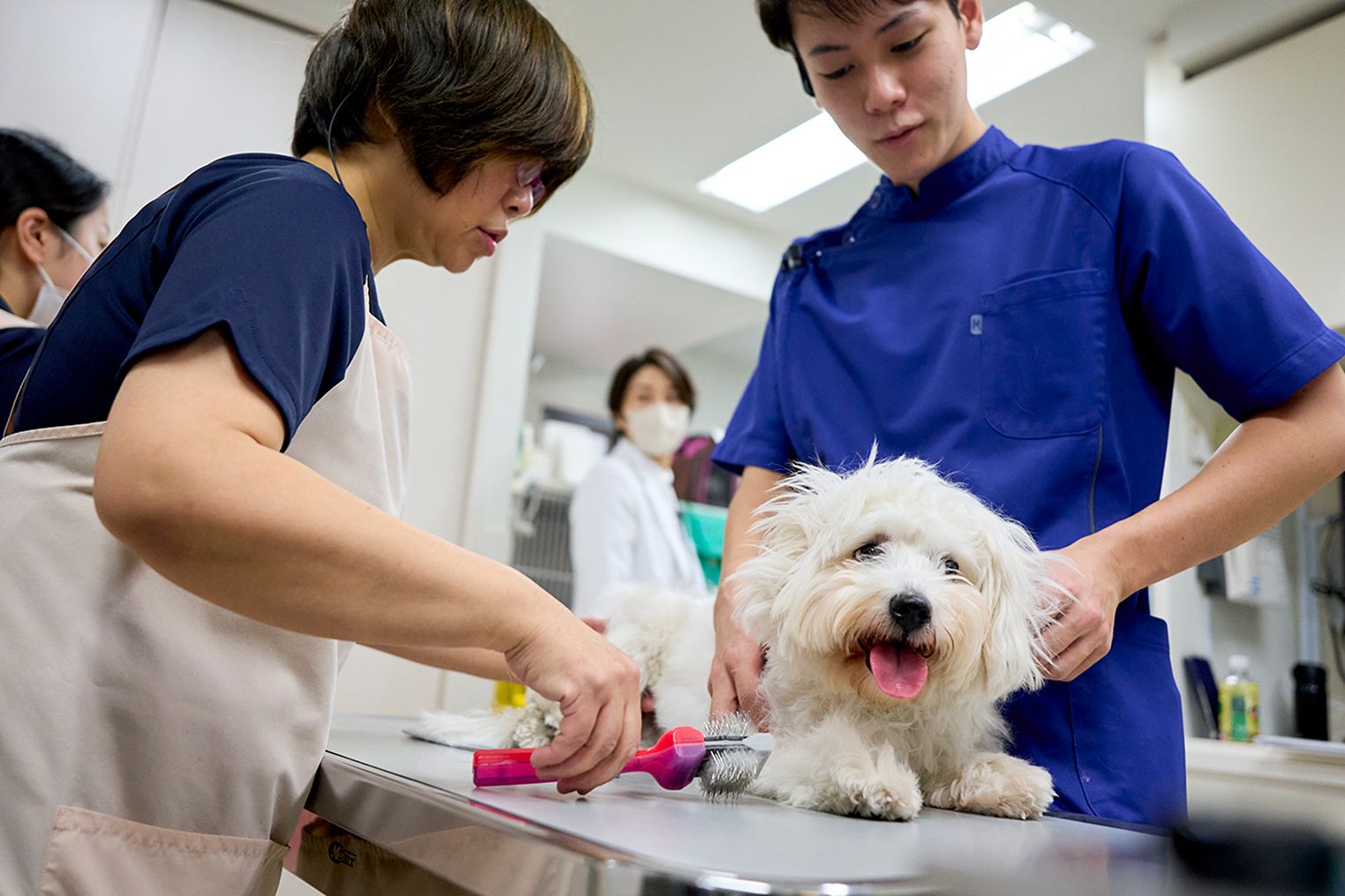 初心者のための小動物の実践外科学 : ロジックで攻める!!　動物病院　獣医 見てわかる小動物の外科手技I マイナーサージェリー (SURGEON