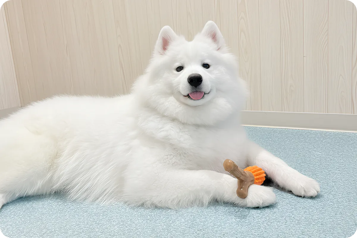 サモエドカフェ アル：Samoyed cafe AL