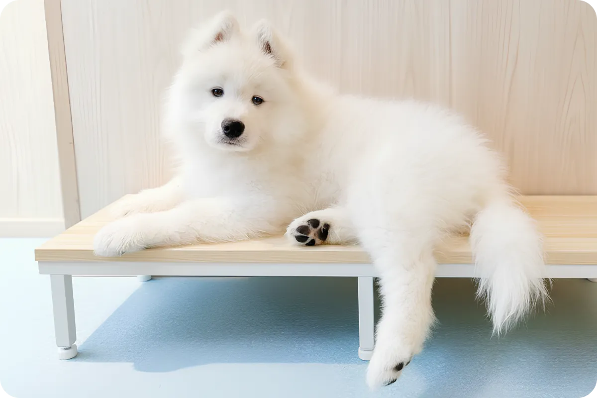 サモエドカフェ アル：Samoyed cafe AL