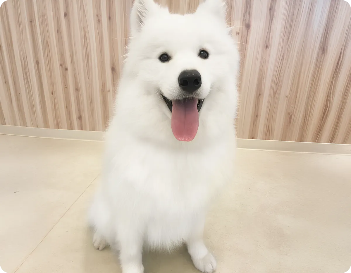 Samoyed cafe AL：駒沢公園店