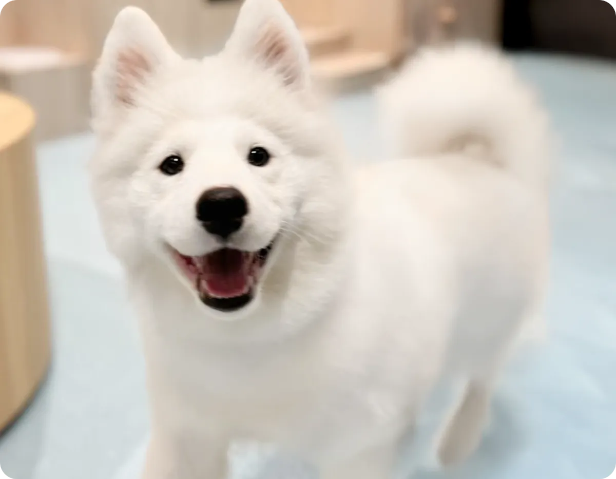 Samoyed cafe AL：芝浦店