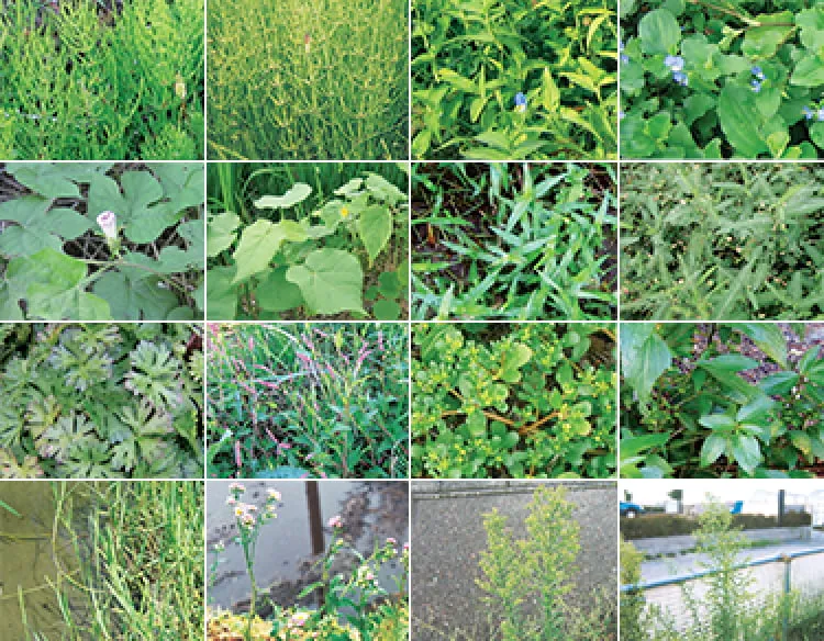 バスタAL|カンタン除草の決定版!プロ農家も使う除草剤の家庭版 バスタAL|カンタン除草の決定版!プロ農家も使う除草剤の家庭版