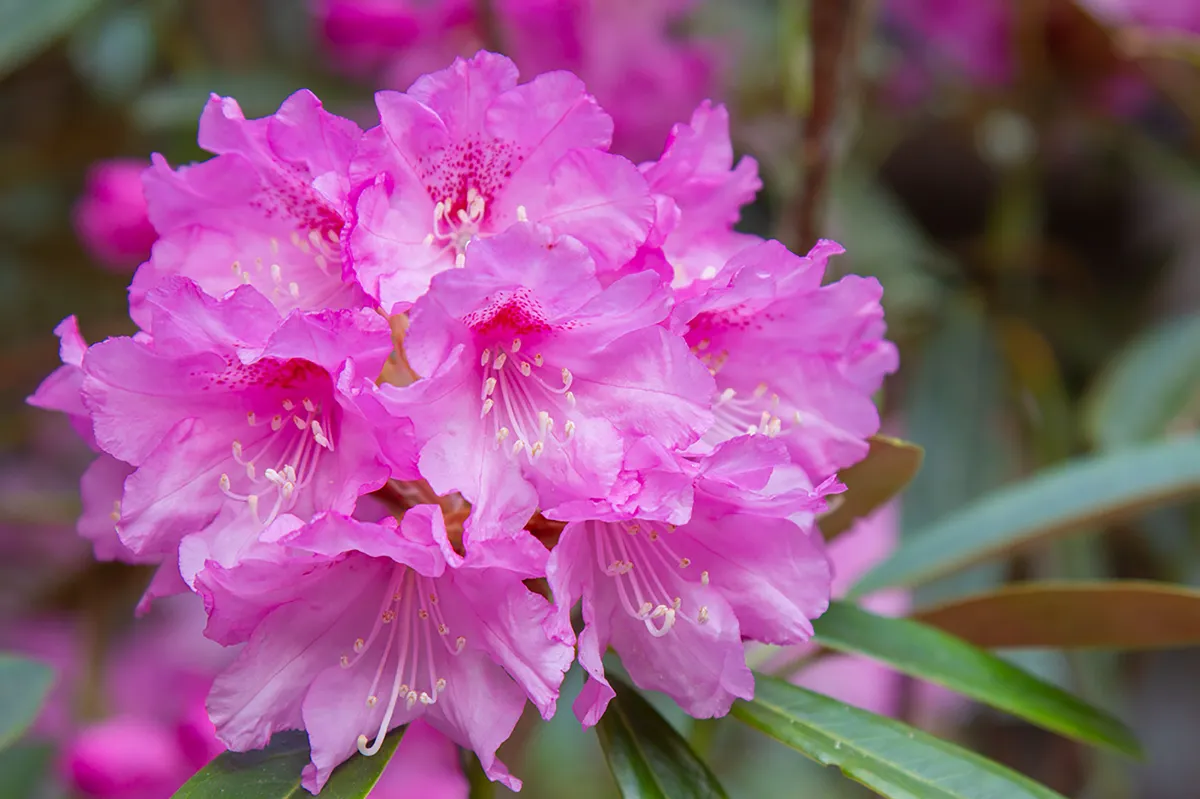 金絹楠 十三仏 蓮の花（高級希少木）