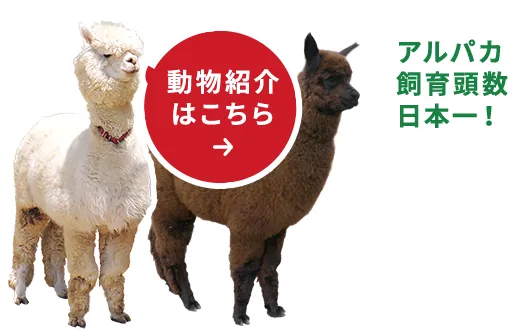 動物