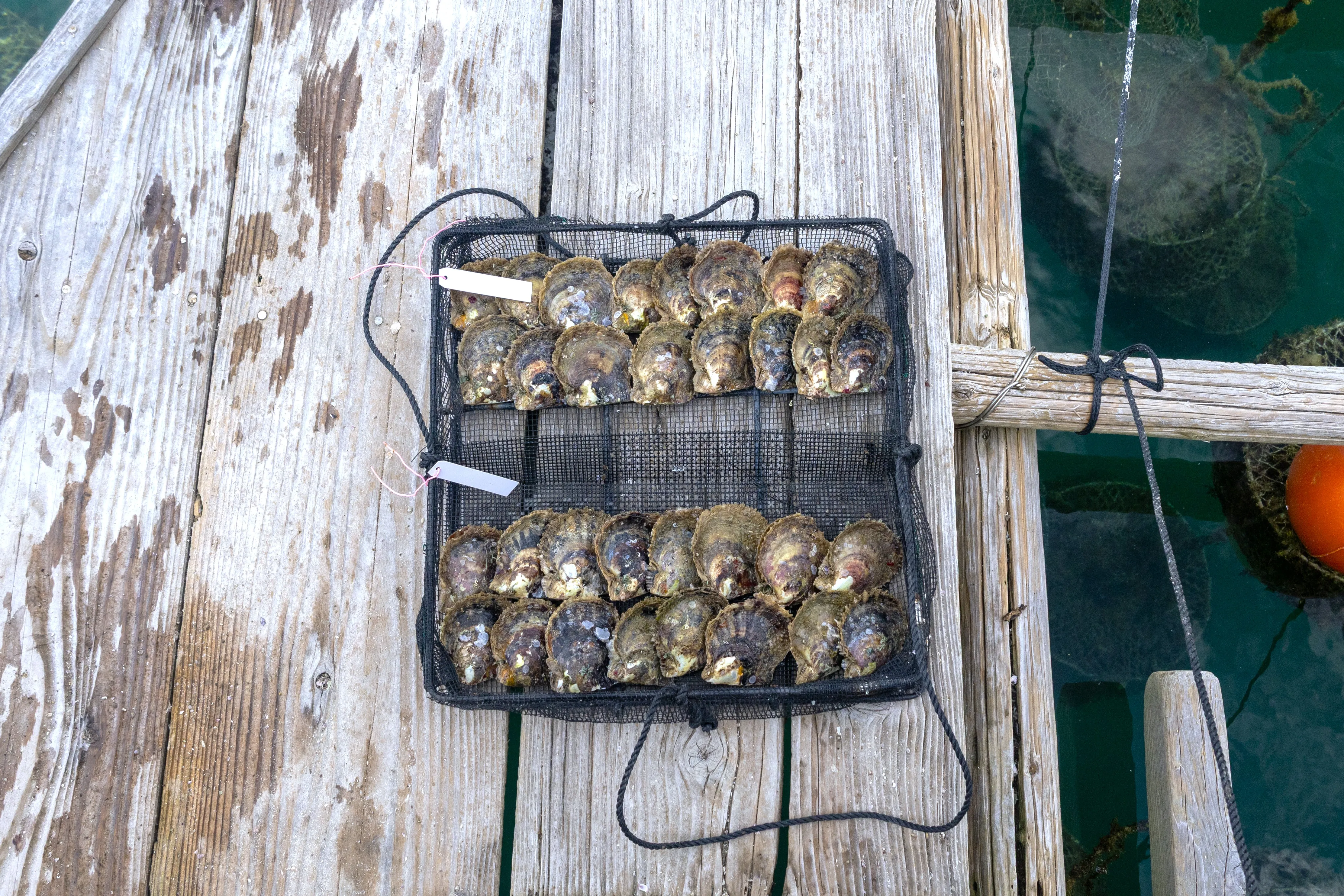 本物の真珠が入った記念 2005年 海洋生物保護シリーズ Pearl Memory（パールメモリー）｜ワタセリカによる遺骨真珠｜株式会社