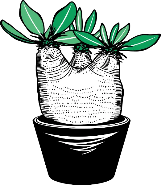 GREEN PRICKLE（グリーンプリックル） | ビザールプランツアート制作所