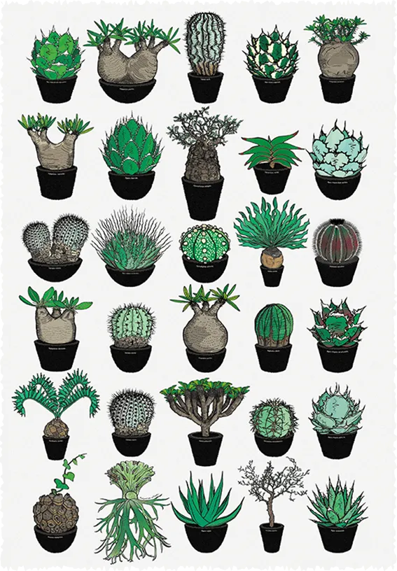 GREEN PRICKLE（グリーンプリックル） | ビザールプランツアート