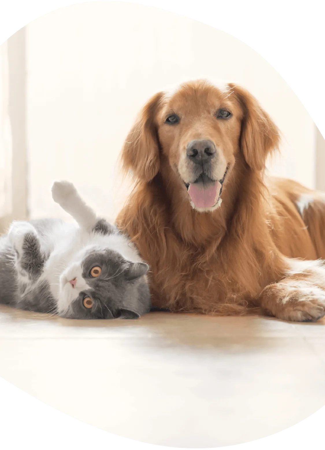 オンラインギャラリー｜いぬとねこ シニアのそなえプロジェクト