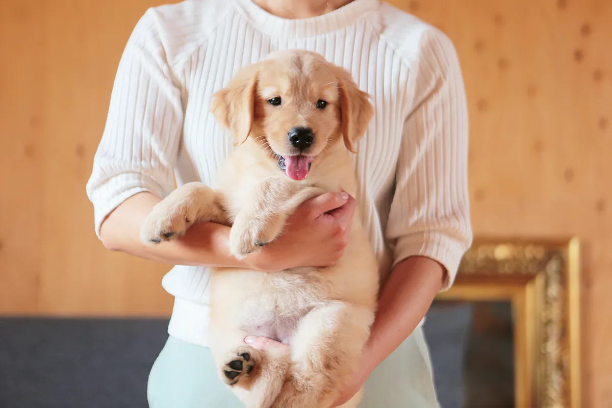 犬舎紹介 福岡県飯塚市のペットショップ ナンバーエイト