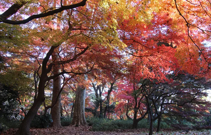 新宿御苑　バリアフリー情報