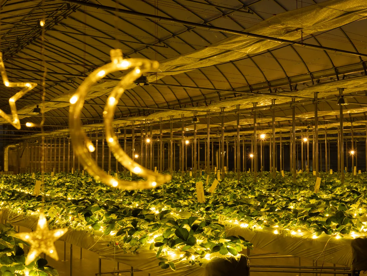 農園リゾートTHE FARM】THE FARM星空いちご園