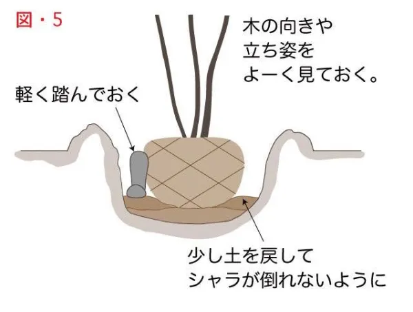 図5：向きの調整と仮土入れ。木の向きや立ち姿を確認し、少し土を戻してシャラが倒れないように固定する手順。