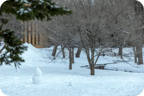 北海道大学の大学構内の写真