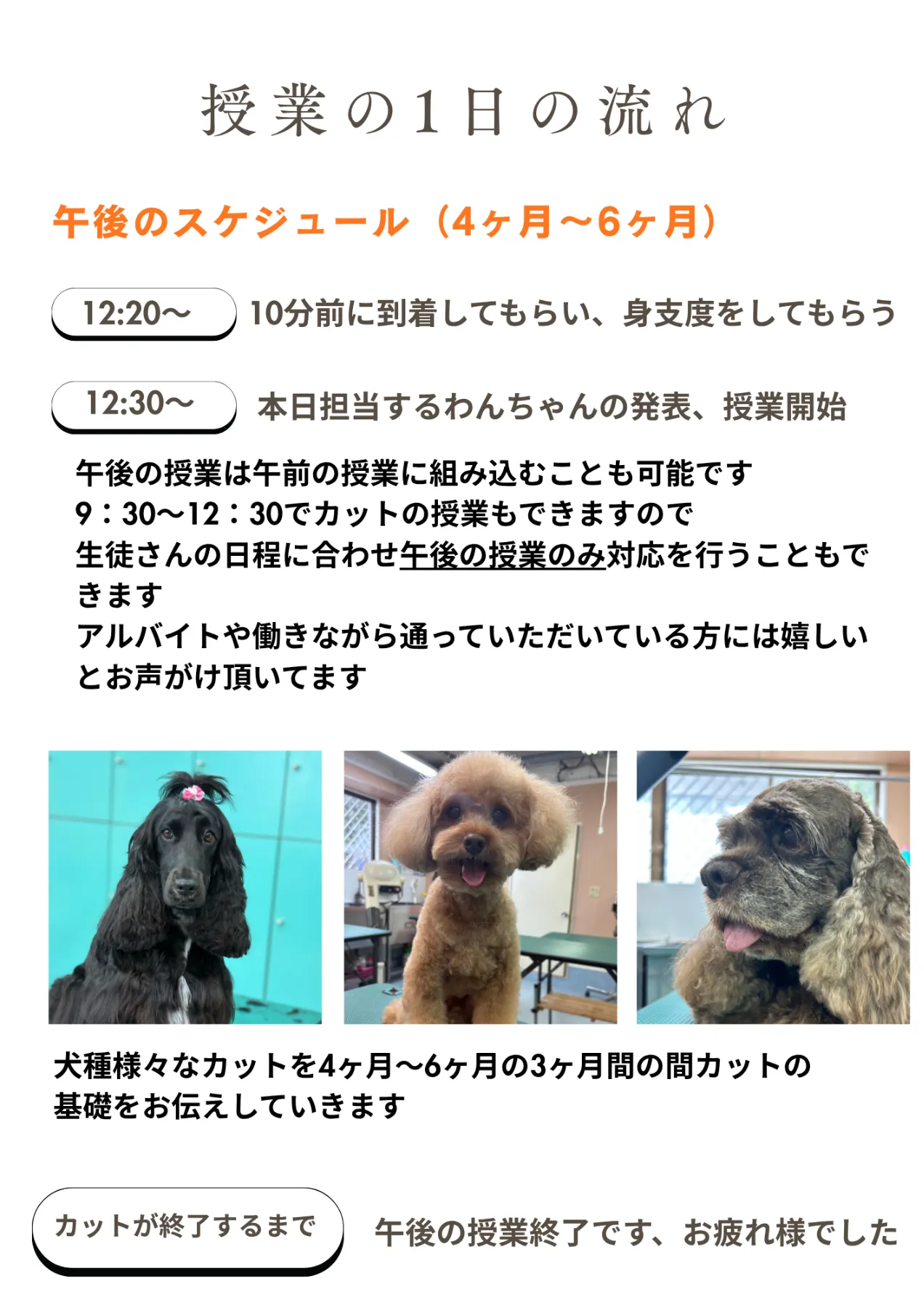 資格取得を支援するトリマーの教室｜トリミングスクールなら