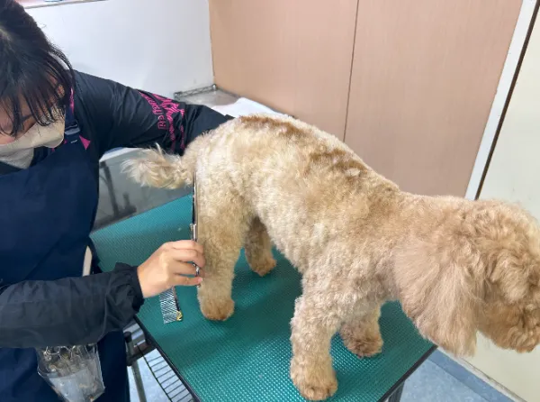 資格取得を支援するトリマーの教室｜トリミングスクールなら［日本