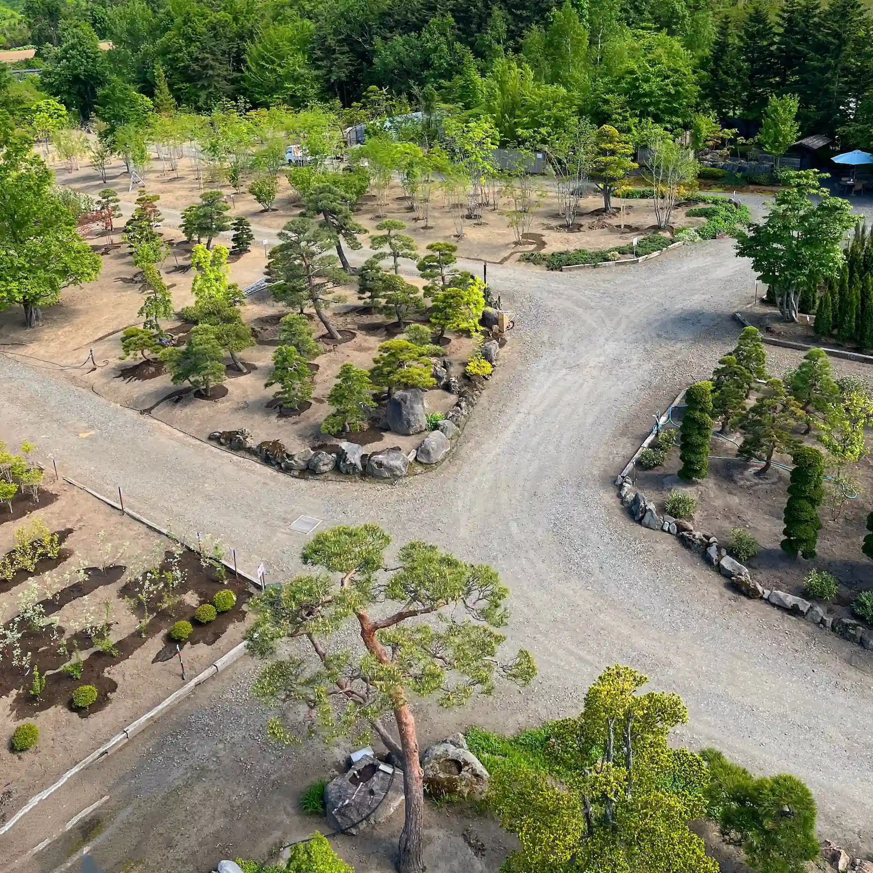 福住造園の庭木流通センターの、見本のビオガーデンや、苔を使った和風庭園、他にもアオダモやアオハダ、松やツツジやコニファーなど大小様々な植木を販売している植木売り場の様子。