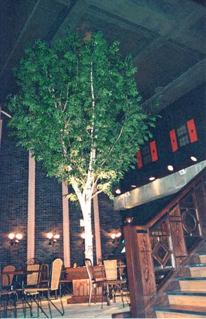 太い幹の人工白樺