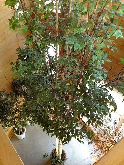 人工樹木白樺株立吹き抜け2階から見下ろした様子