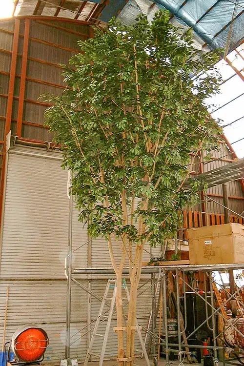 人工樹木ベンジャミン株立、工場にて足場を組み枝に葉材を付けている様子