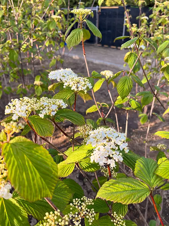 白い小さな花を咲かせたガマズミの葉と花のアップ