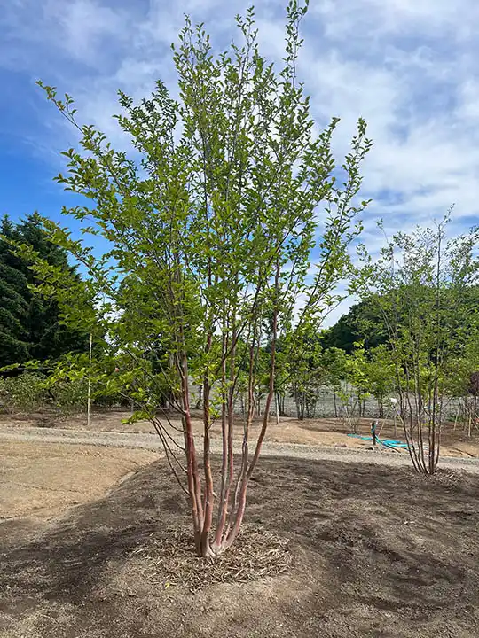 真っ直ぐに伸びた幹と緑の葉が美しいシャラノキ（夏椿）の株立ち