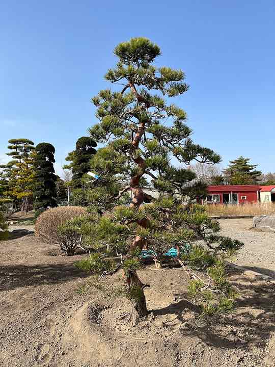 力強くうねる幹の曲線が特徴的な仕立ての松（天目松）