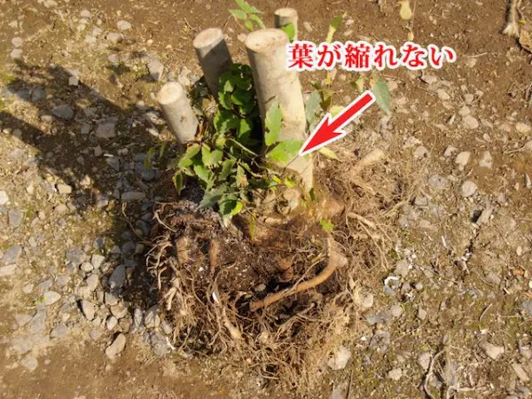 強い剪定後も葉が縮れずに元気に芽吹いている樹木。根の力が強いことを示す解説画像。