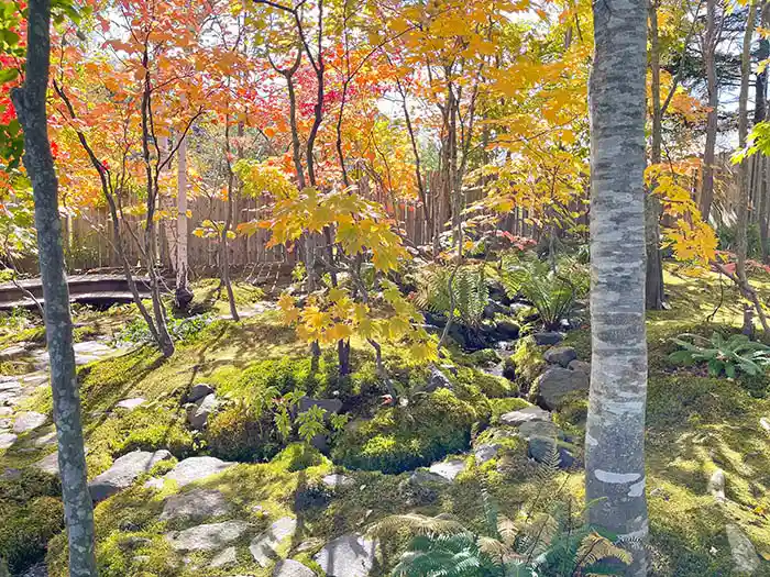 水辺に自生するシダ植物と、石組みの間を流れる水流がつくる自然豊かな景色。