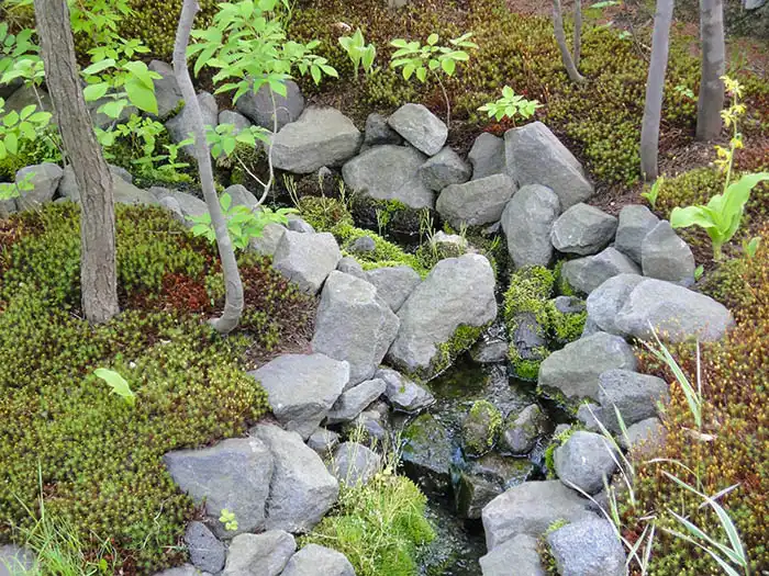 石組みの間を流れる緩やかな小川と、周囲を彩る青々とした苔やシダ植物の接写。