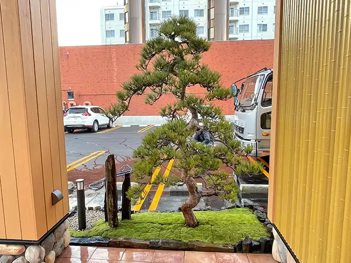 なごやか亭八軒店、建物の隙間に配置された坪庭風の造園。苔のベースに、力強く曲がった幹が特徴的な松と立石を組み合わせた、省スペースながら存在感のある施工例。