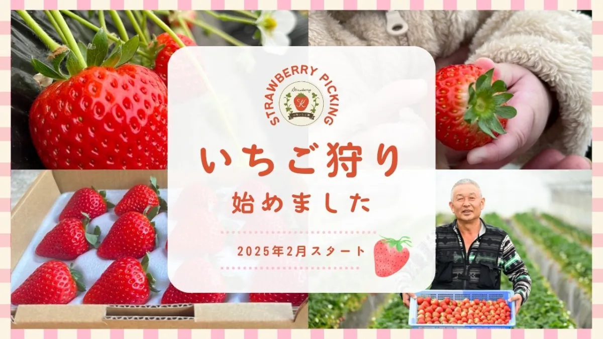 小竹いちご園｜栃木県さくら市のいちご農家