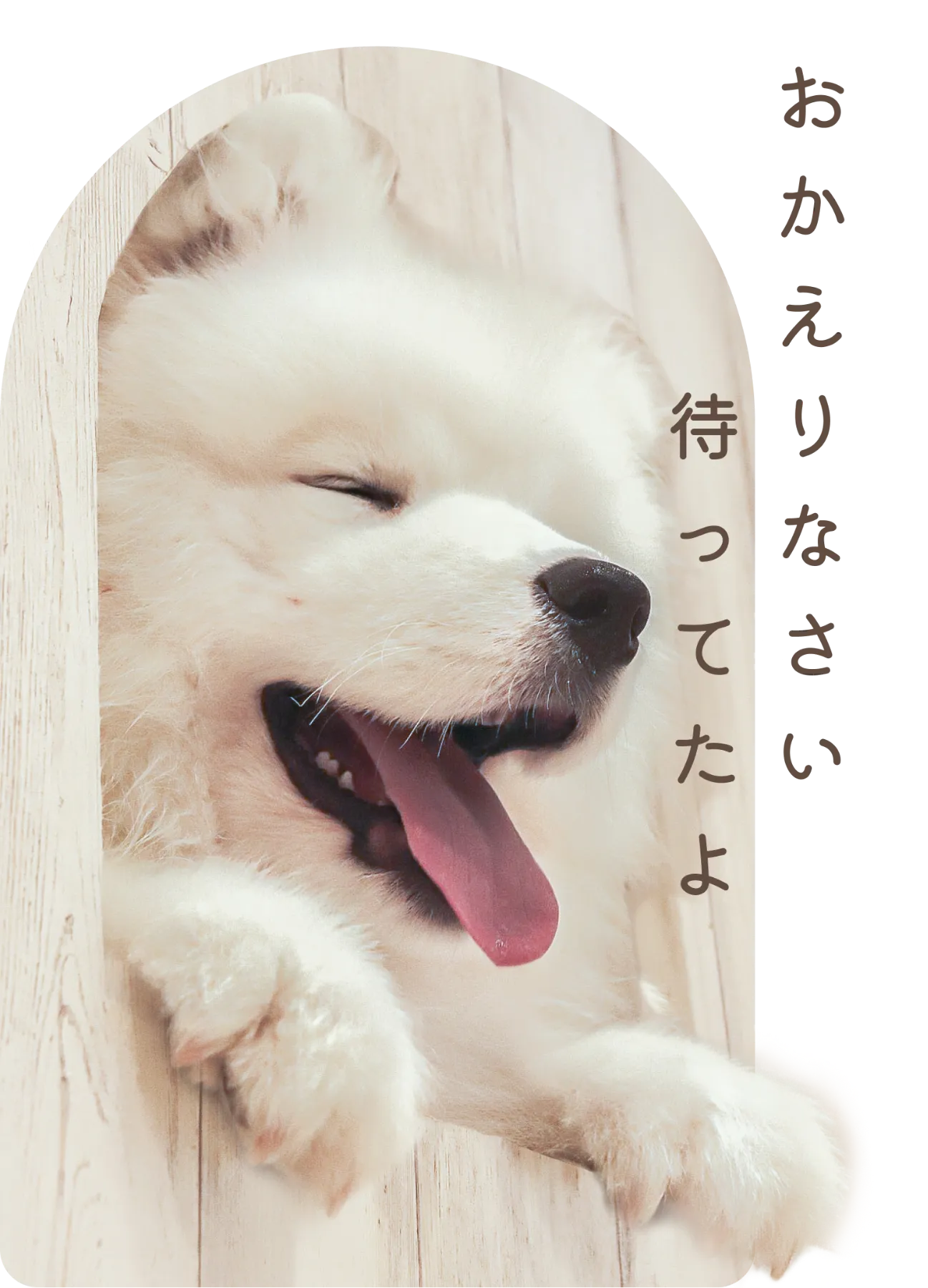 Samoyed Lounge《moffu》| サモエドのカフェ