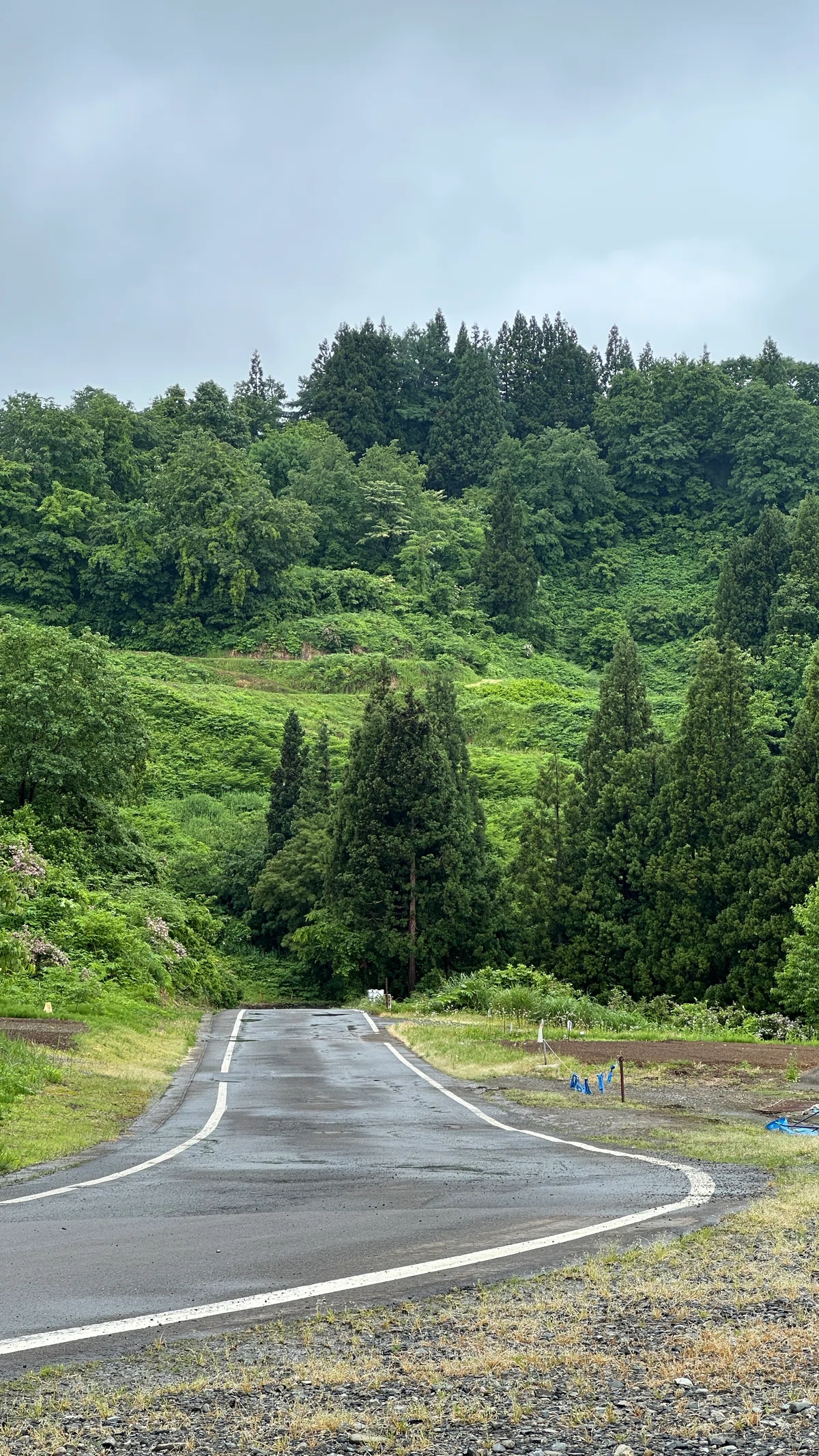 誰もいない道路と自然の写真