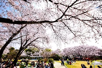桜の写真
