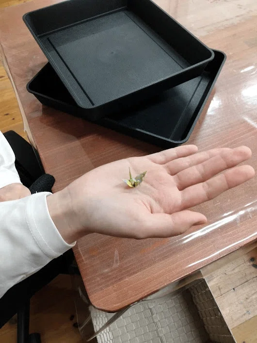 とても小さい鶴の画像