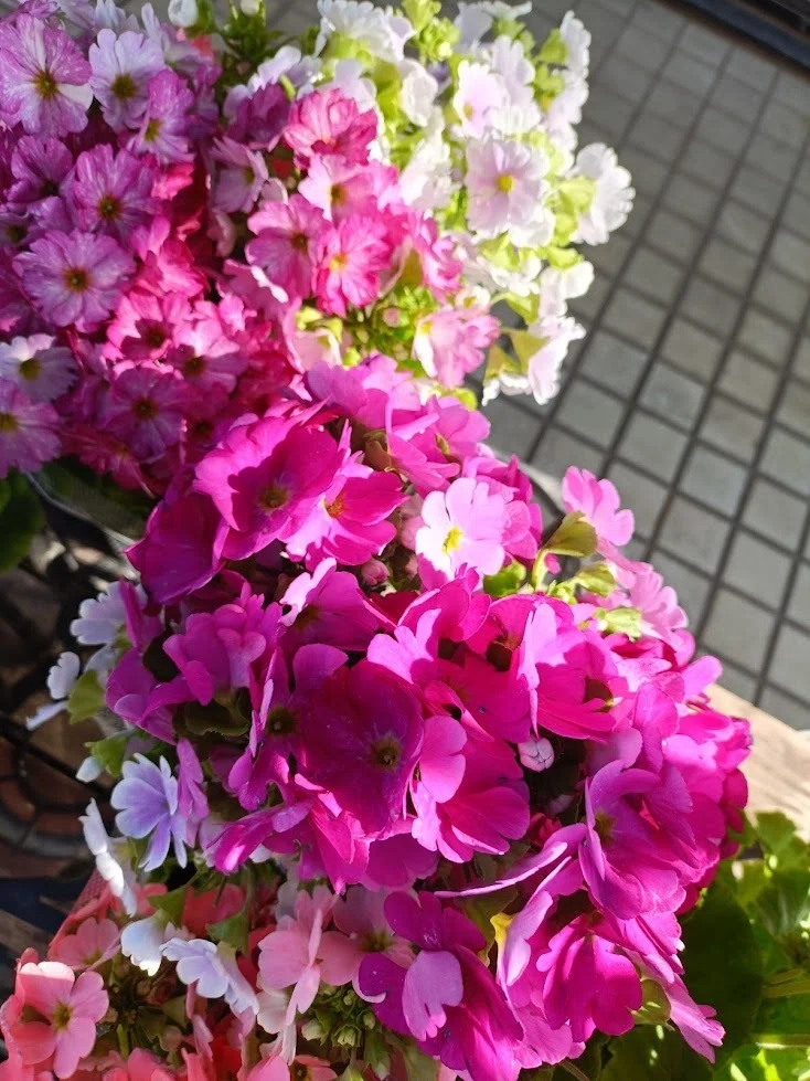 プリムラという花の画像