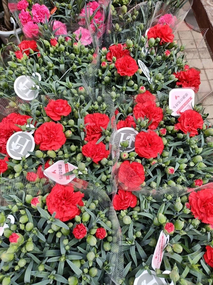 カーネーションの花の画像