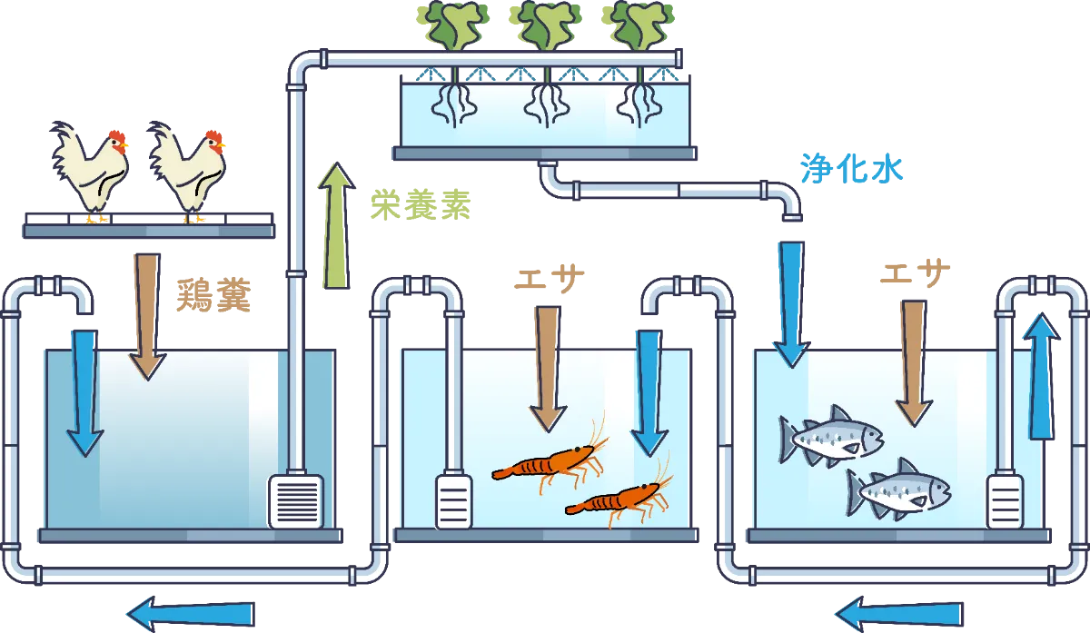 人気が高い マルチポニックス 水耕栽培、水産養殖、畜産(鶏)の循環農漁業 - 生物学