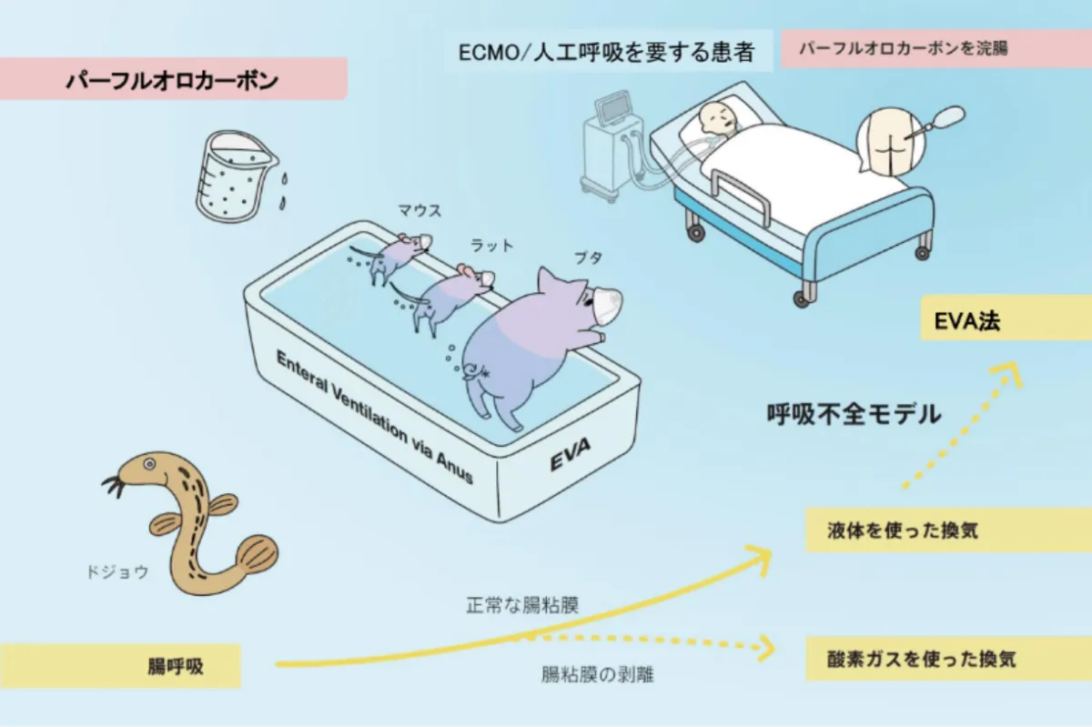 株式会社EVAセラピューティクス